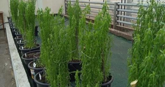 Алғаш рет майлы зығырды жедел селекциялау бағдарламасы іске қосылды