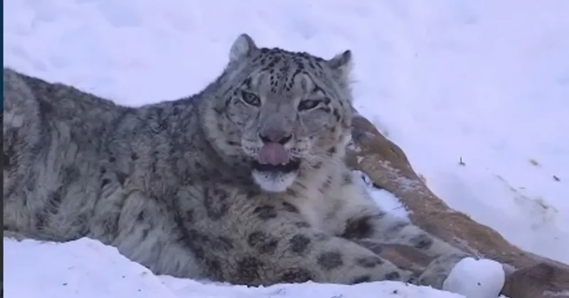 В 15 минутах от города: фотограф запечатлел снежного барса в горах Алматы