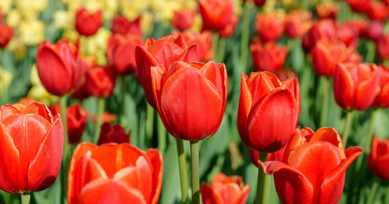 Наурызда қазақстандықтар қанша күн демалады?