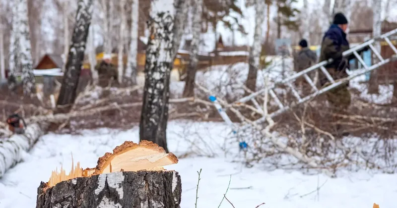 Для строительства моста через Есентай в Алматы вырубят несколько десятков деревьев: сколько высадят взамен