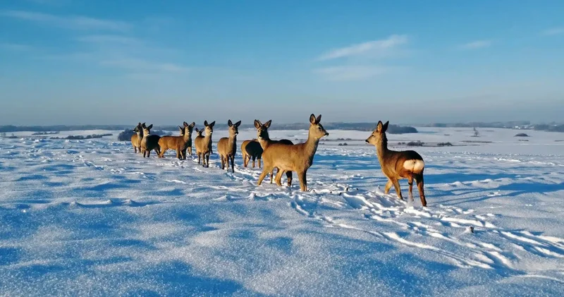 Табиғатқа қиянаттың соңы түрме: Зеренді ауданында заңсыз аң аулағандар жазаланды