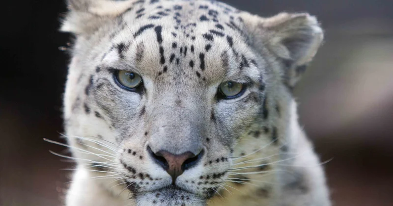 Фотографу удалось снять снежного барса с близкого расстояния в горах Алматы