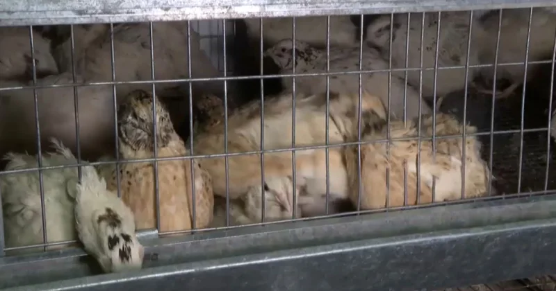 ШҚО да оқушы бөдене өсіріп, кәсіп бастады