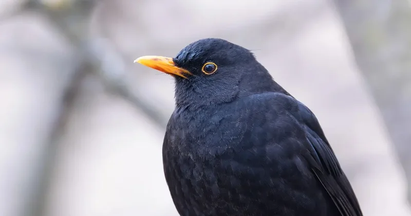 Қара сайрақ Қазақстанда 2026 жыл құсы болып белгіленді