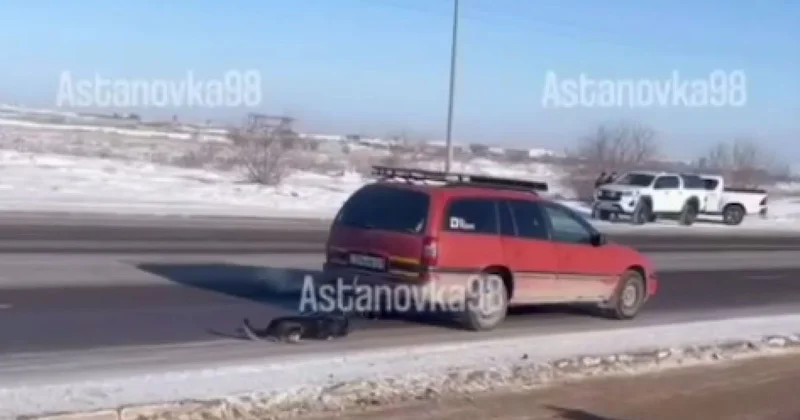 Осуществлял выгул : мужчина привязал собаку к машине и тащил по асфальту в Астане (видео)