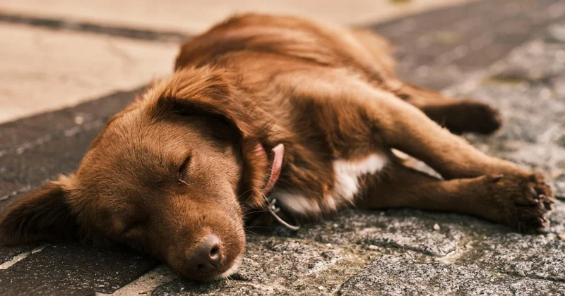 Выгуливал , привязав к машине: в Астане водителя наказали за издевательство над собакой