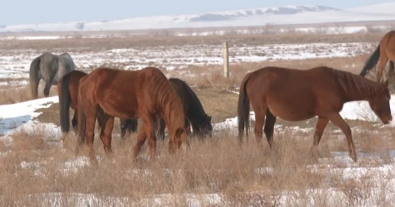 Алматыда мал ұрлығы тыйылмай тұр