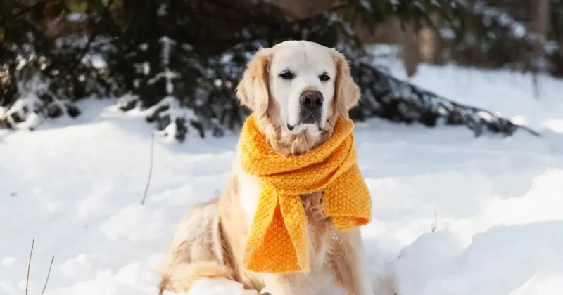 Метель и гололёд: какая погода ждёт казахстанцев в первые дни февраля