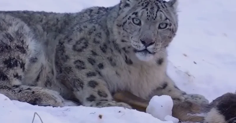 Фотограф снял на видео снежного барса в горах Алматы редкие кадры