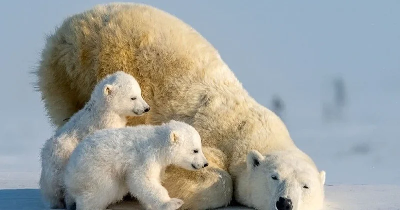 Шпицбергендегі ақ аюлар климатқа бейімделіп жатыр