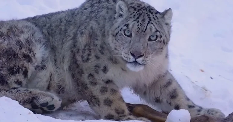 Фотограф Алматы тауларында ілбістің аң аулаған сәтін түсіріп алды
