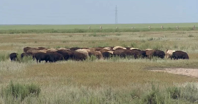 Шетелге ұсақ мал сатуға шектеу қойылды