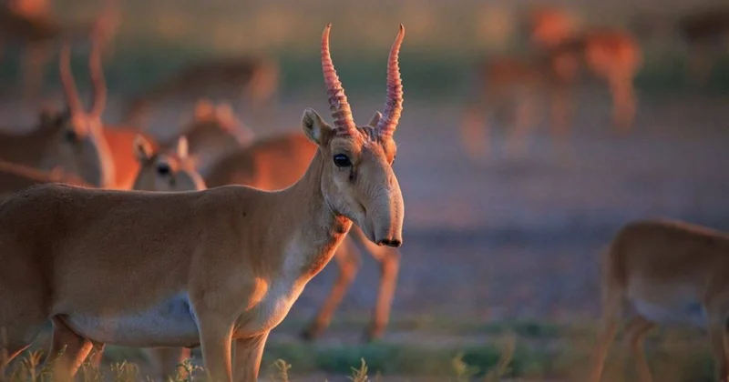 БҚО да заңды түрде сойылған киіктің мүйізі қайда кетіп жатыр