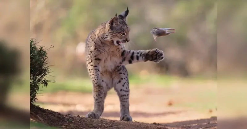 Играющая рысь, медведь и фламинго на фоне проводов. За кого голосовали зрители на конкурсе Wildlife Photographer of the Year