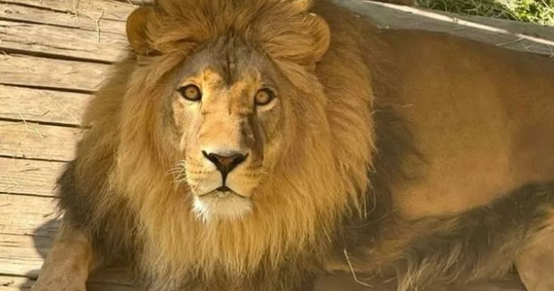 Зоопарк объяснил странное поведение льва в Алматы (ВИДЕО)