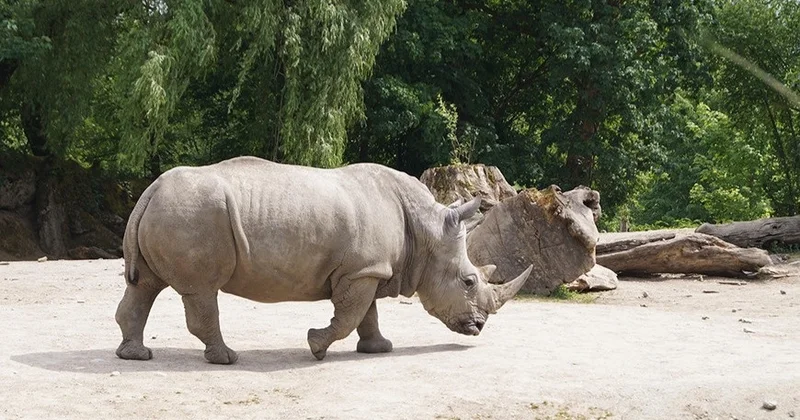 Уганда 40 жылдан кейін елдегі ұлттық паркке мүйізтұмсықтарды қайтара бастады