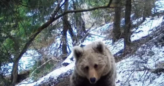 Алматы қорығында аюлар қысқы ұйқыдан ерте оянды