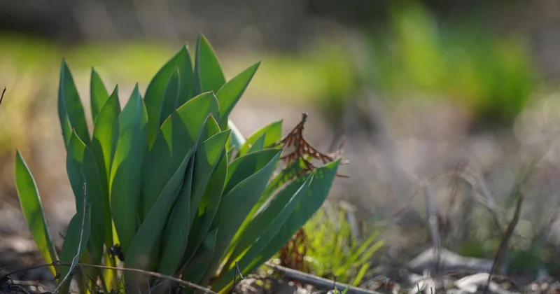 Весеннюю погоду пообещали в первые дни апреля в Астане