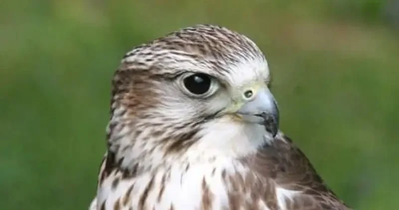 Сауд Арабиясының Сұңқарлар клубы Қазақстанда сирек кездесетін құстарды табиғатқа қайтарды