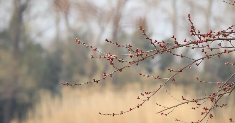 Весна удивит: какая погода ждет Астану в последний день марта