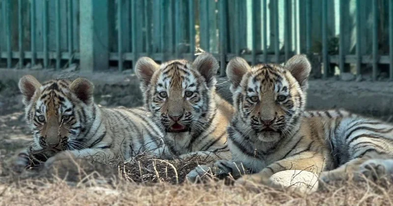 Зоопарк Алматы предложил казахстанцам придумать имена для трех тигрят