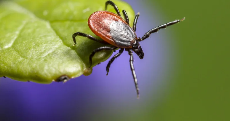 Өзіндік аң аулау стилі бар және безгек тудырады. Қазақстанның қай жерінде қауіпті кенелер мекендейді