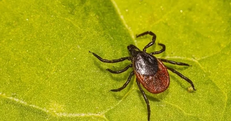 Қырғызстанда кенелер маусымы басталды