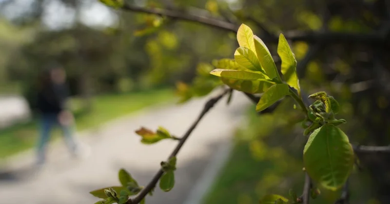 Жаркую погоду прогнозируют в Шымкенте на этой неделе