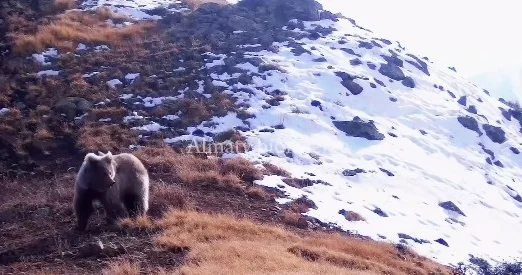 Алматы қорығында ерте оянған қоңыр аюлар фототұзаққа түсіп қалды