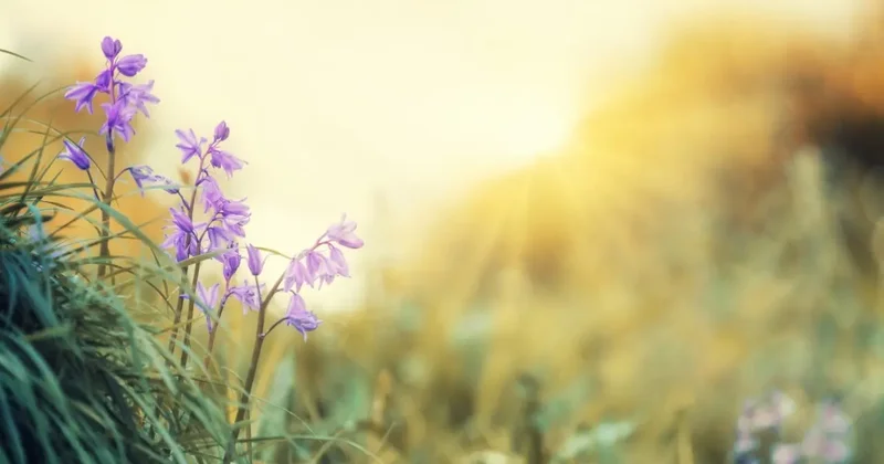 Прогноз погоды на 31 марта: в южных регионах ожидается жара