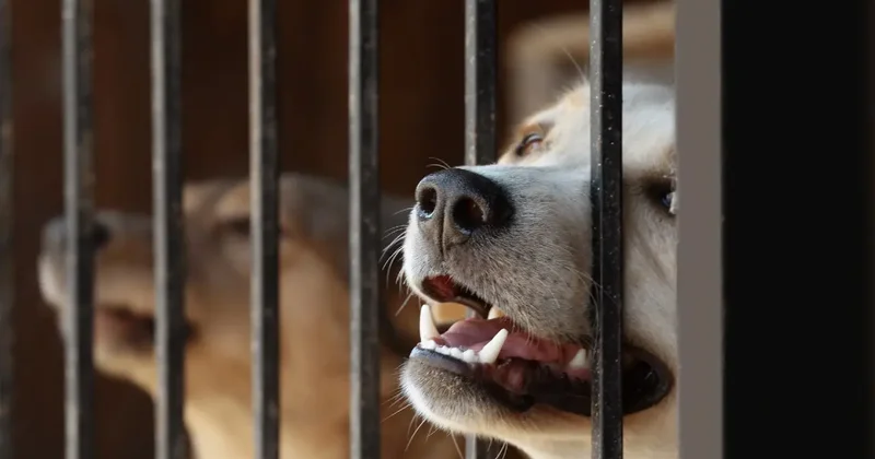 Сенатор: Лишь 12,5% отловленных собак в Казахстане выпустили обратно в 2025 году