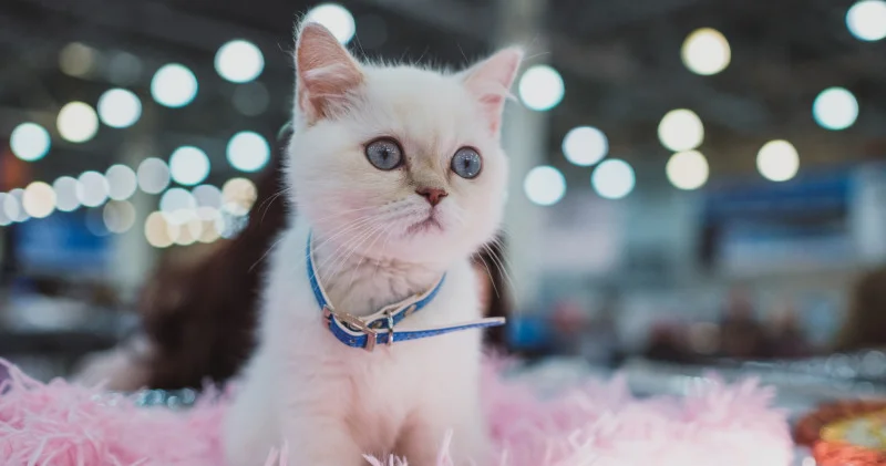 Қазақстанда жануарларды сатып алу және сату механизмі өзгереді