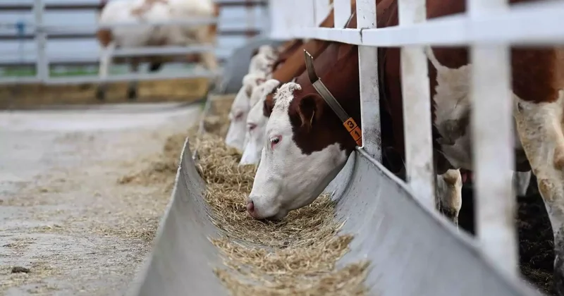 ЕАЭО сүтті ірі қара малдың құндылығын жаңаша анықтайды