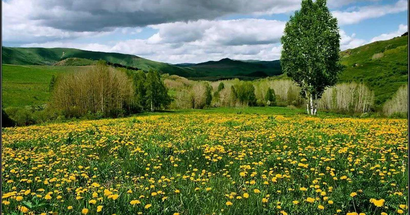Одуванчики не отменить