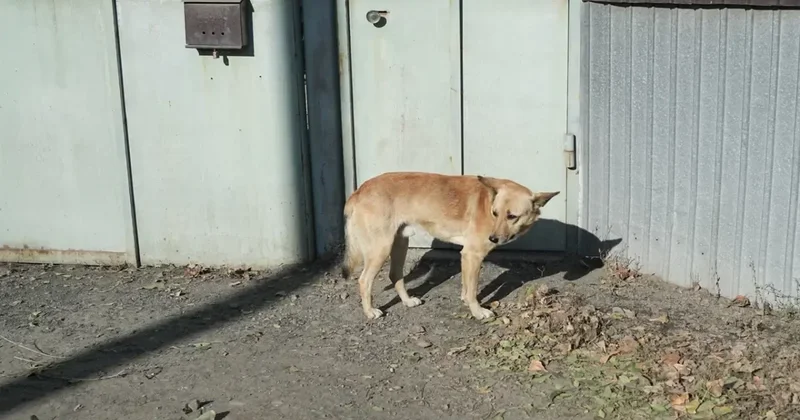 Скандальный закон о животных срочно возвращают в Мажилис