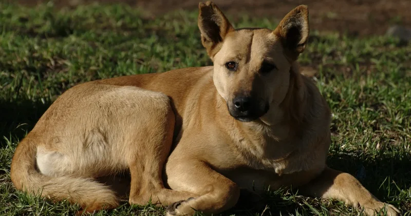 Сенаторлар қаңғыбас иттерді аулау мен улау тәртібін мәслихаттардың өзіне беруді ұсынды