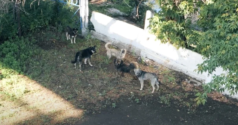 Сенат бұралқы иттер мәселесіне арналған құжатты Мәжіліске қайтарды