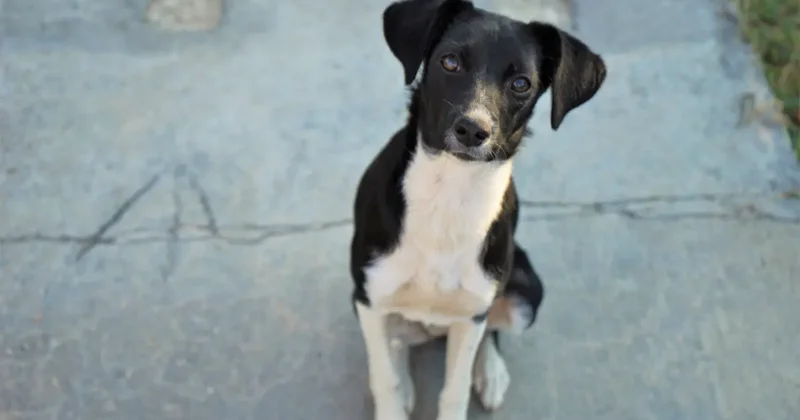 Эвтаназия собак не будет массовой: сенат вернул закон в мажилис