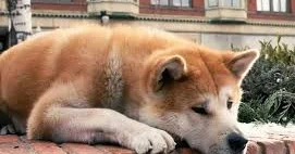 Елімізде үй жануарын қараусыз қалдырғандарға айыппұл енгізіледі