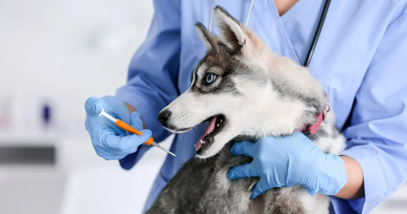 Қазақстандағы жаңа заң төңірегіндегі дау: чипі жоқ жануар қаңғыбас деп есептелмейді