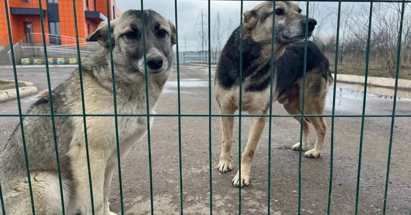 Закон об убийстве бродячих животных вернули на доработку