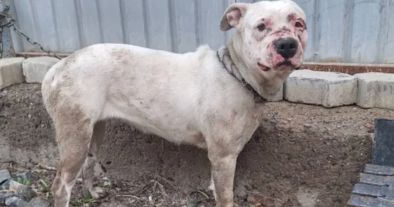 Қазақстанда жануарларға қатыгездік көрсеткені үшін айыппұлдардың жаңа мөлшері аталды