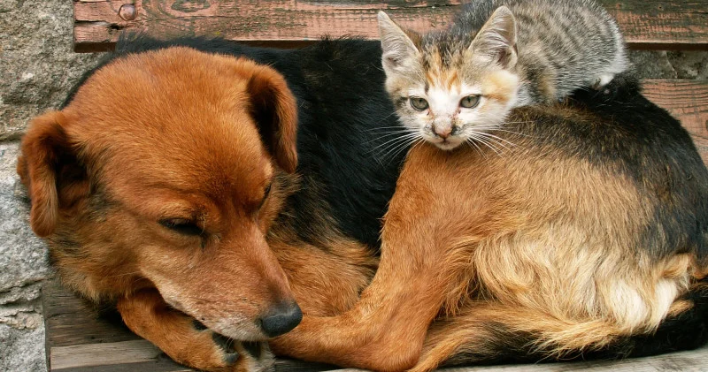 Сенат жануарлар туралы резонансты заңды Мәжіліске қайтарды