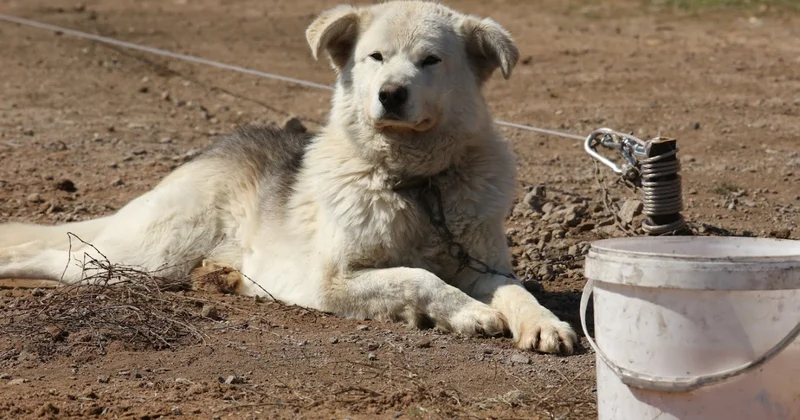 Спикер Сената прокомментировал закон об ответственном обращении к животным