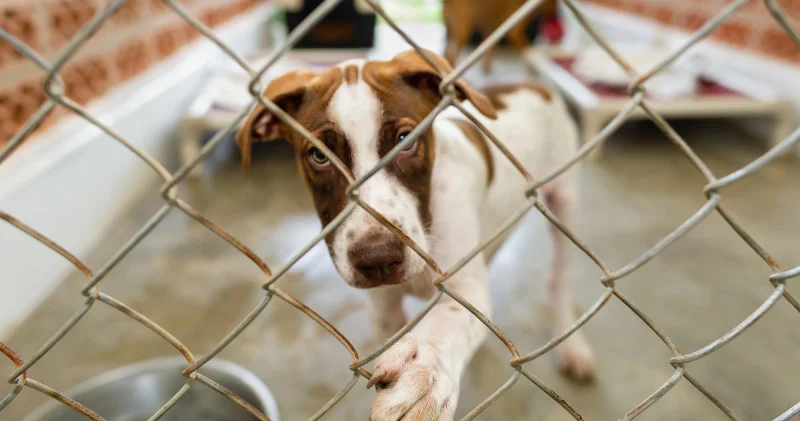 Бес күн содан кейін ұйықтату: Парламент шулы нормадан бас тартты