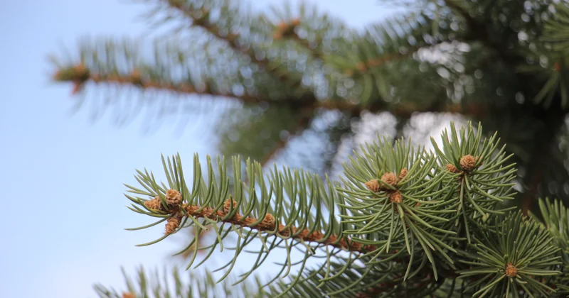 В Алматы создадут собственный питомник для озеленения города