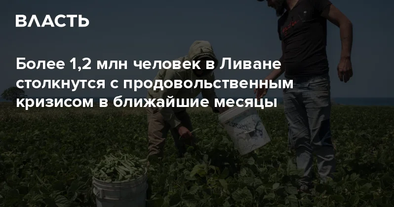 Более 1,2 млн человек в Ливане столкнутся с продовольственным кризисом в ближайшие месяцы Аналитический интернет журнал Власть