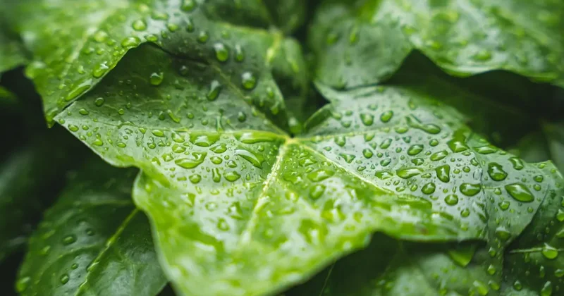 Прогноз погоды на 1 мая: дождь, гроза и сильный ветер ожидаются на большей части Казахстана