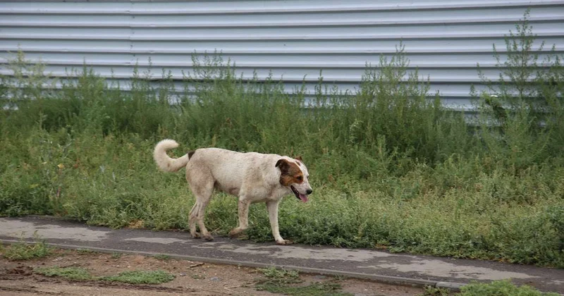 Сенат не согласился с нормами Мажилиса по эвтаназии бездомных животных