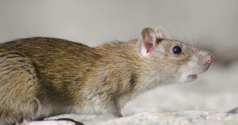 Ақтауда теңіз жағалауында егеуқұйрық қаптап кетті